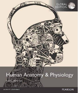 Human Anatomy & Physiology Global Edition Erin C. Amerman